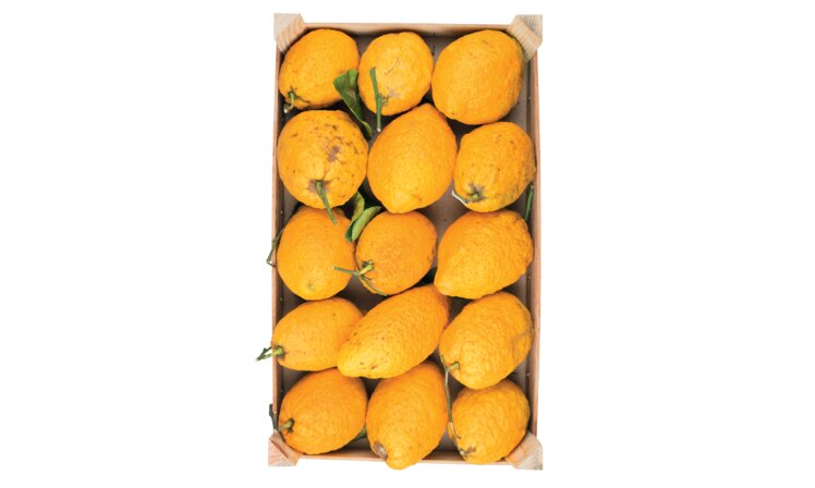 Frische sizilianische Zedrat (Cedri), Giuseppe Santangelo Viani